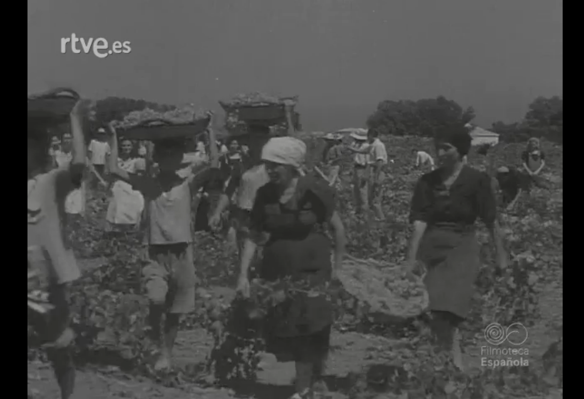 Vintage 1949 Grape picking in Dénia